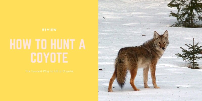 HOW TO HUNT A COYOTE