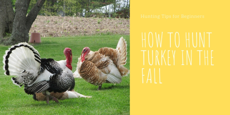 HOW TO HUNT TURKEY IN THE FALL