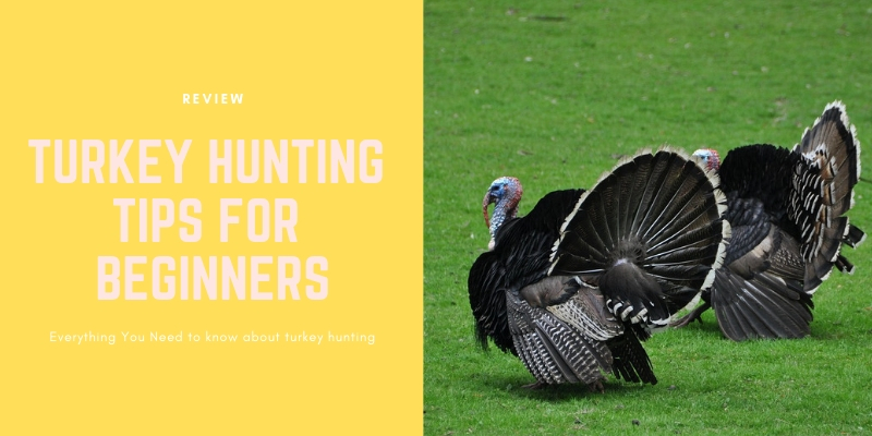 TURKEY HUNTING TIPS FOR BEGINNERS