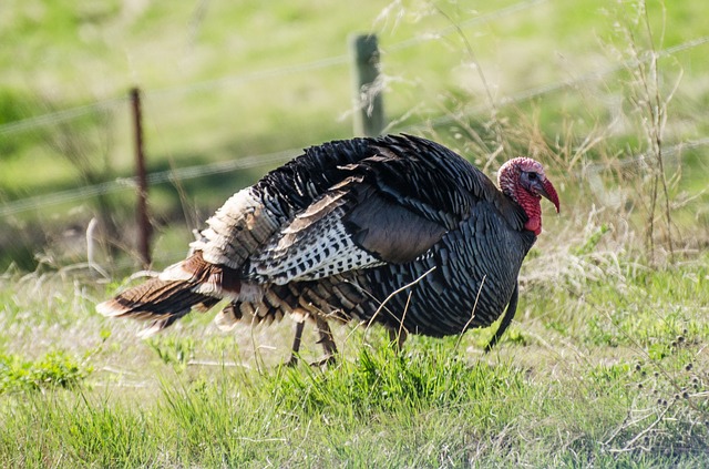hunting turkey in the fall tips