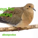 Best Decoys For Dove Hunting