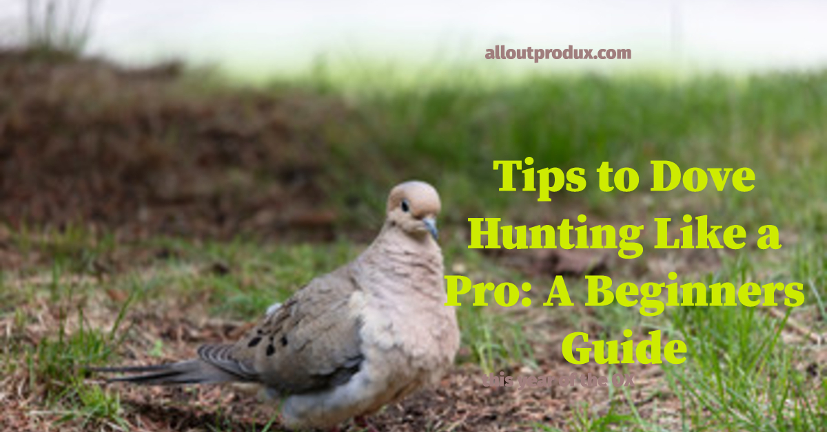 Tips To Dove Hunting Like A Pro A Beginners Guide Alloutprodux